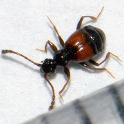 Rybaxis longicornis